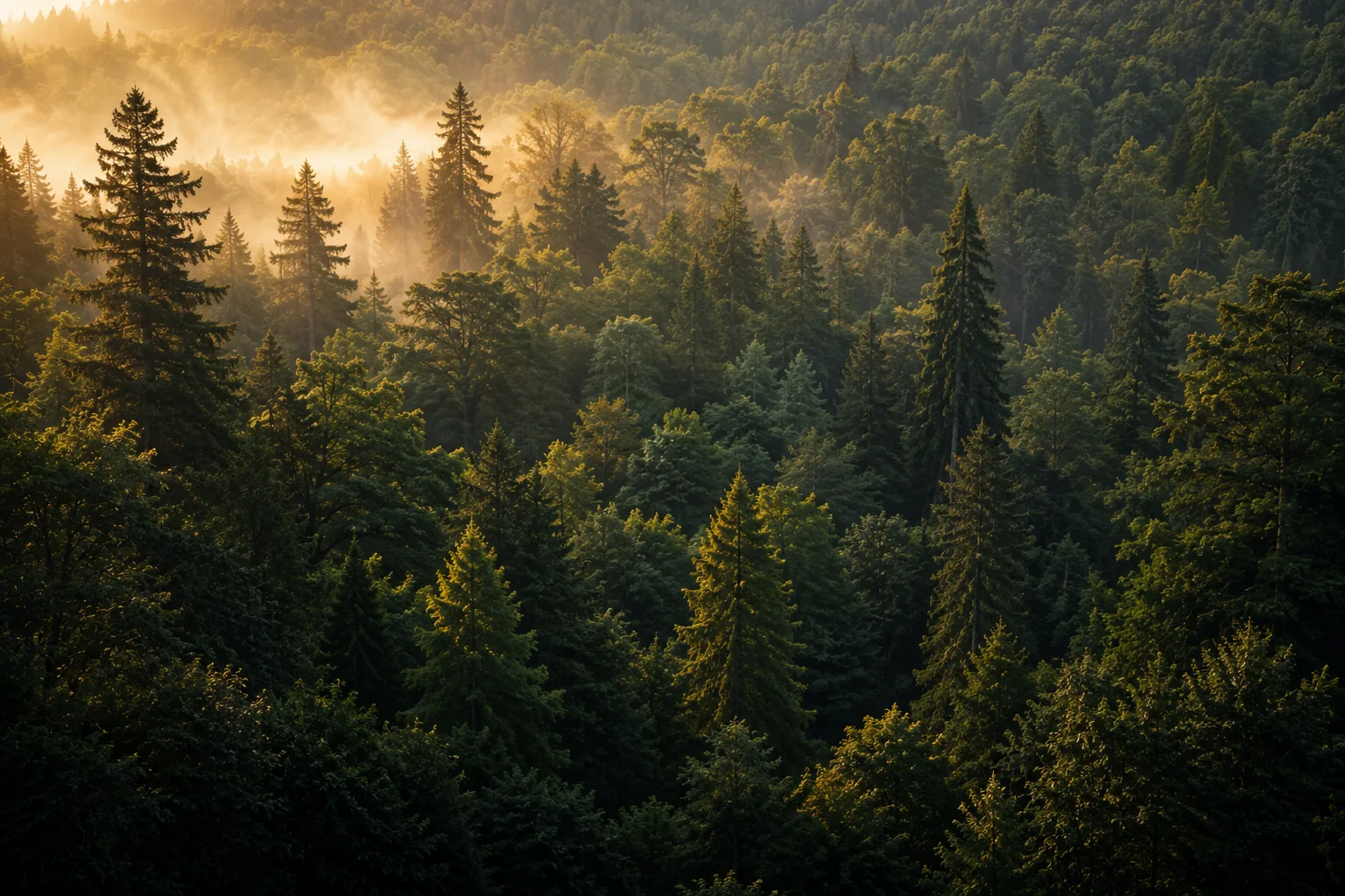 Floresta iluminada pelo sol, símbolo de comunidade e crescimento